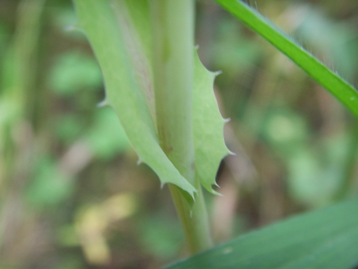 Pianta di sentiero - Sonchus sp.